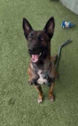 Shelter Stray Female Dog last seen , 11361 W Pico Blvd, Los Angeles, CA 90064, USA