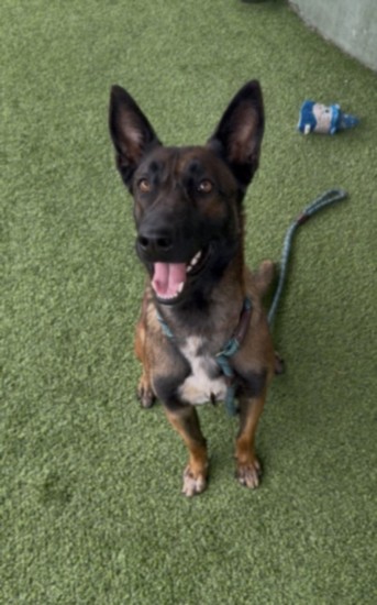 Shelter Stray Female Dog last seen , 11361 W Pico Blvd, Los Angeles, CA 90064, USA
