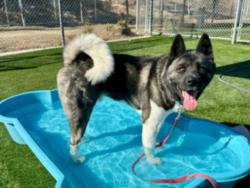 Shelter Stray Male Dog last seen , 3201 Lacy St, Los Angeles, CA 90031, USA