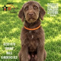 Shelter Stray Male Dog last seen , 3201 Lacy St, Los Angeles, CA 90031, USA