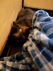 Shelter Stray Female Cat last seen Near BLOCK S 8TH AVE, 12155 Park Blvd, Brighton, CO 80601, USA