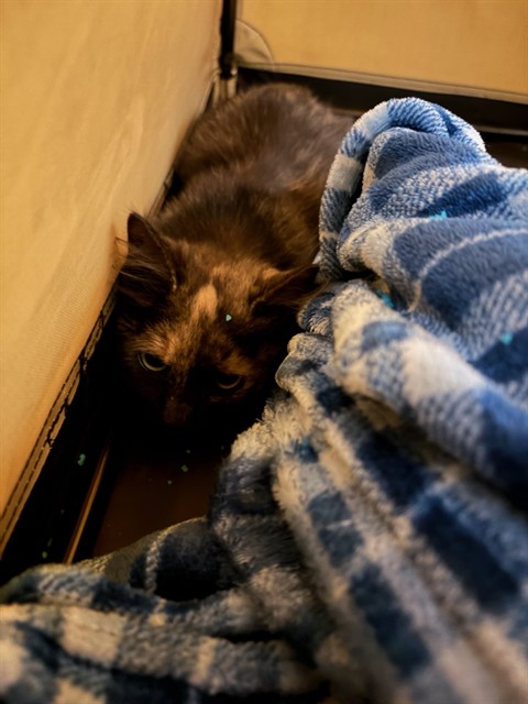 Shelter Stray Female Cat last seen Near BLOCK S 8TH AVE, 12155 Park Blvd, Brighton, CO 80601, USA