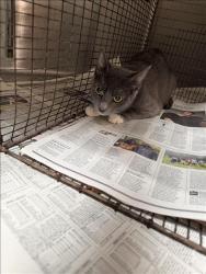 Shelter Stray Female Cat last seen , 3201 Lacy St, Los Angeles, CA 90031, USA