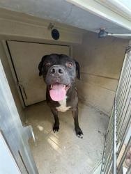 Shelter Stray Male Dog last seen Near BLOCK NW 18TH ST, OKLAHOMA CITY OK 73106, 2811 SE 29th St, Oklahoma City, OK 73129, USA