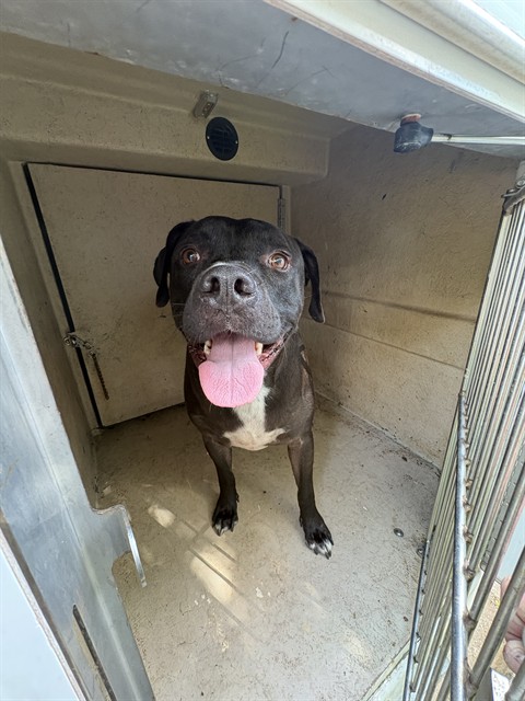Shelter Stray Male Dog last seen Near BLOCK NW 18TH ST, OKLAHOMA CITY OK 73106, 2811 SE 29th St, Oklahoma City, OK 73129, USA