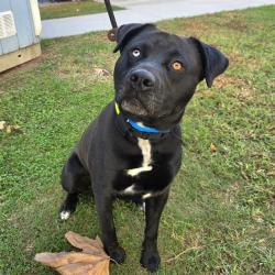 Shelter Stray Male Dog last seen Near BLOCK BLCK N STUDEBAKER RD, LONG BEACH, CA 90815, 7700 E Spring St, Long Beach, CA 90815, USA