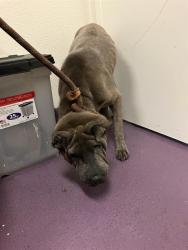 Shelter Stray Female Dog last seen Near BLOCK COUNTRY CLUB DR, LONG BEACH CA, 7700 E Spring St, Long Beach, CA 90815, USA