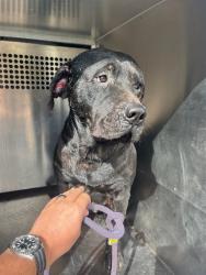 Shelter Stray Male Dog last seen Near BLOCK SE 56TH, 2811 SE 29th St, Oklahoma City, OK 73129, USA