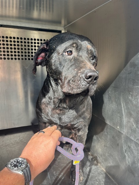 Shelter Stray Male Dog last seen Near BLOCK SE 56TH, 2811 SE 29th St, Oklahoma City, OK 73129, USA