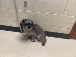 Shelter Stray Female Dog last seen Near BLOCK N 15TH ST, 3839 W Burnham St, West Milwaukee, WI 53215, USA