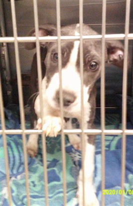 Shelter Stray Male Dog last seen NW GRAND BLVD & NW 23RD ST, 2811 SE 29th St, Oklahoma City, OK 73129, USA