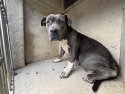 Shelter Stray Female Dog last seen Near BLOCK S INDEPENDENCE AVE, OKLAHOMA CITY OK 73119, 2811 SE 29th St, Oklahoma City, OK 73129, USA