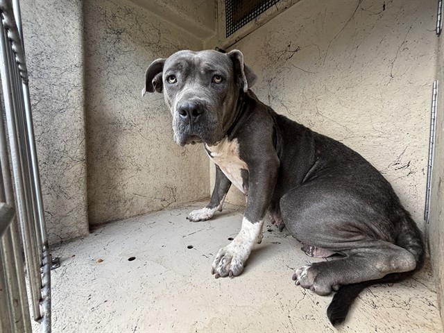 Shelter Stray Female Dog last seen Near BLOCK S INDEPENDENCE AVE, OKLAHOMA CITY OK 73119, 2811 SE 29th St, Oklahoma City, OK 73129, USA