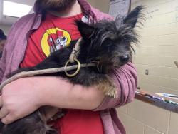 Shelter Stray Female Dog last seen Near BLOCK N 15TH ST, 3839 W Burnham St, West Milwaukee, WI 53215, USA