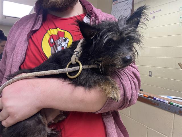 Shelter Stray Female Dog last seen Near BLOCK N 15TH ST, 3839 W Burnham St, West Milwaukee, WI 53215, USA