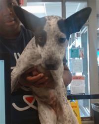 Shelter Stray Female Dog last seen , 2811 SE 29th St, Oklahoma City, OK 73129, USA