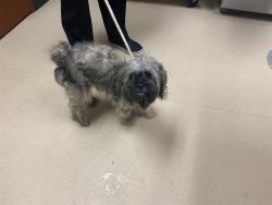 Shelter Stray Male Dog last seen Near BLOCK N 15TH ST, 3839 W Burnham St, West Milwaukee, WI 53215, USA