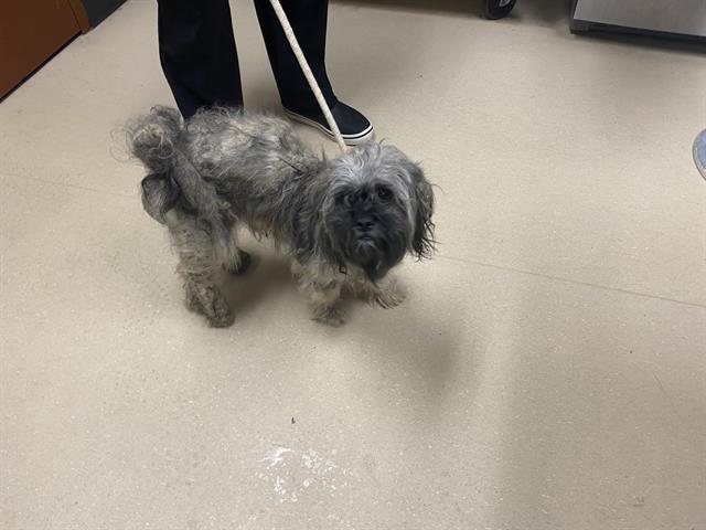 Shelter Stray Male Dog last seen Near BLOCK N 15TH ST, 3839 W Burnham St, West Milwaukee, WI 53215, USA