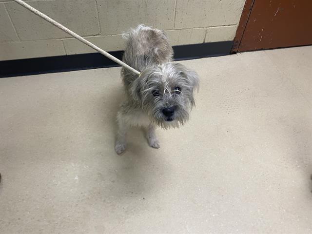 Shelter Stray Male Dog last seen Near BLOCK N 15TH ST, 3839 W Burnham St, West Milwaukee, WI 53215, USA