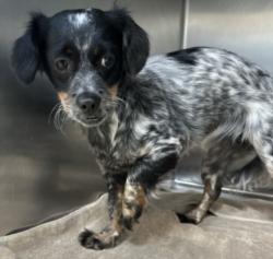 Shelter Stray Female Dog last seen , 957 N Gaffey St, San Pedro, CA 90731, USA