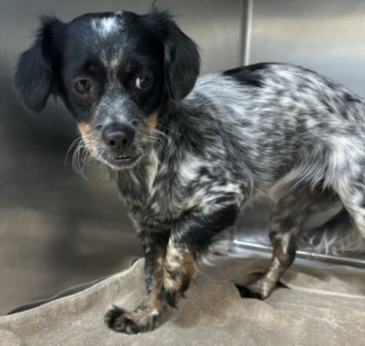 Shelter Stray Female Dog last seen , 957 N Gaffey St, San Pedro, CA 90731, USA