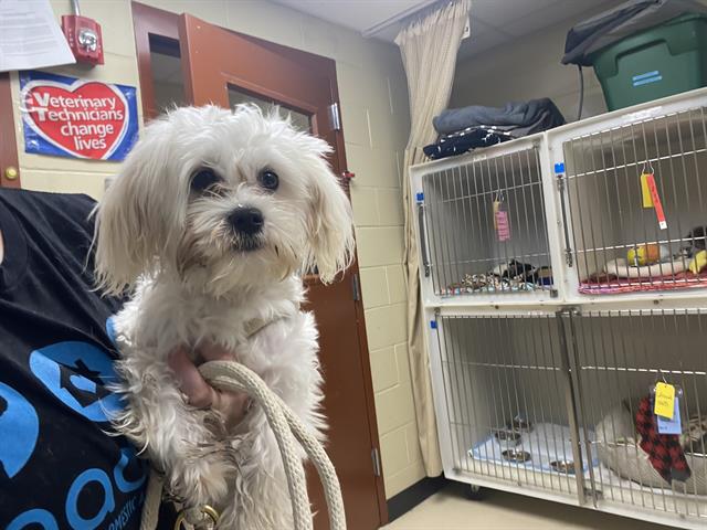 Shelter Stray Male Dog last seen N 6TH ST/ N DR MLK JR DR, 3839 W Burnham St, West Milwaukee, WI 53215, USA