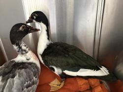 Shelter Stray Unknown Bird last seen Near BLOCK W UPHAM AVE, 3839 W Burnham St, West Milwaukee, WI 53215, USA