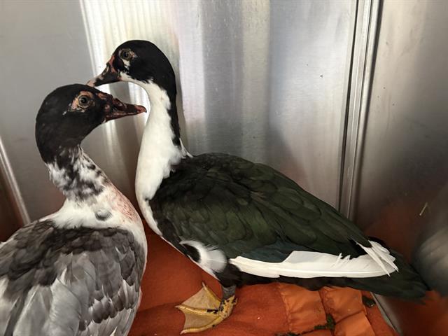 Shelter Stray Unknown Bird last seen Near BLOCK W UPHAM AVE, 3839 W Burnham St, West Milwaukee, WI 53215, USA
