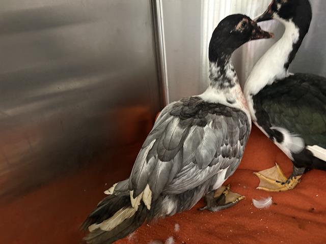 Shelter Stray Unknown Bird last seen Near BLOCK W UPHAM AVE, 3839 W Burnham St, West Milwaukee, WI 53215, USA