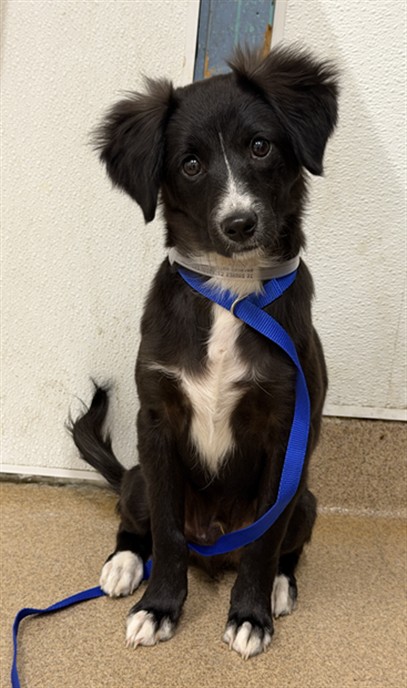 Shelter Stray Male Dog last seen SOTO/JACKSON, 16 Barnes Ct, Hayward, CA 94544, USA