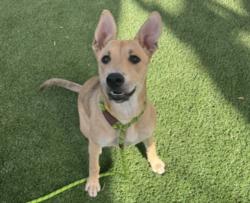 Shelter Stray Female Dog last seen , 1850 W 60th St, Los Angeles, CA 90047, USA