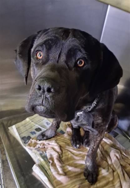 Shelter Stray Male Dog last seen , 1850 W 60th St, Los Angeles, CA 90047, USA