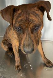 Shelter Stray Male Dog last seen Near BLOCK ALEXANDER ST, FAYETTEVILLE NC 28301, 4704 Corporation Dr, Fayetteville, NC 28306, USA