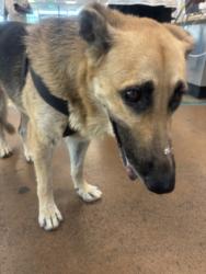Shelter Stray Male Dog last seen , 14409 Vanowen St, Van Nuys, CA 91405, USA