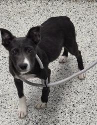 Shelter Stray Female Dog last seen Near BLOCK TIREMAN AVE, DETROIT, MI 48204, 1431 E Ferry St, Detroit, MI 48211, USA