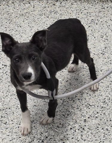 Shelter Stray Female Dog last seen Near BLOCK TIREMAN AVE, DETROIT, MI 48204, 1431 E Ferry St, Detroit, MI 48211, USA