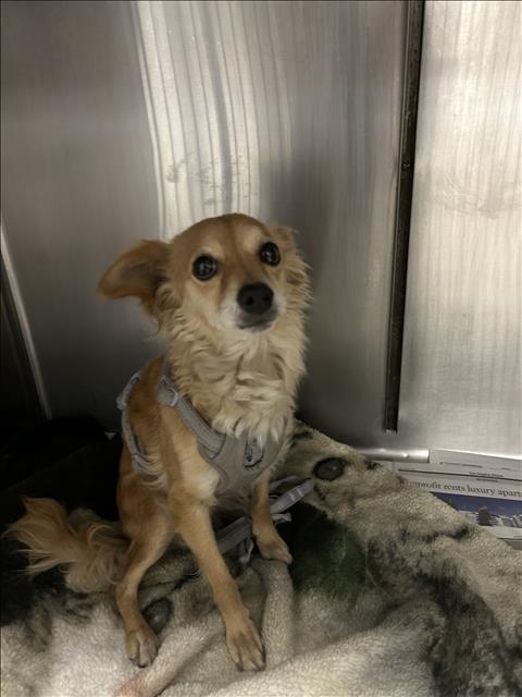 Shelter Stray Female Dog last seen , 14409 Vanowen St, Van Nuys, CA 91405, USA