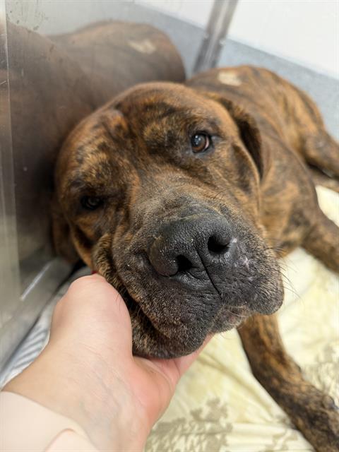 Shelter Stray Male Dog last seen Near, 5001 E Raymond St, Indianapolis, IN 46203, USA