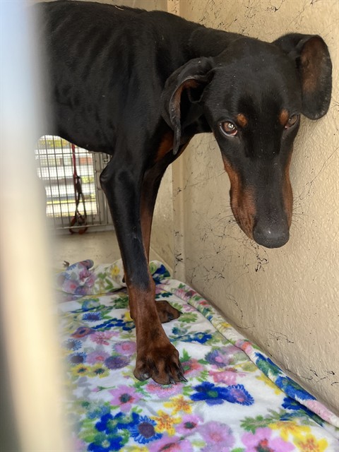 Shelter Stray Male Dog last seen Near, 5001 E Raymond St, Indianapolis, IN 46203, USA