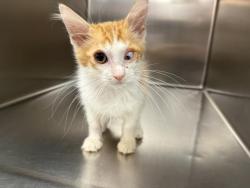 Shelter Stray Male Cat last seen Near BLOCK CALLE SANBORN, COACHELLA CA 92236, 72050 Pet Land Pl, Thousand Palms, CA 92276, USA