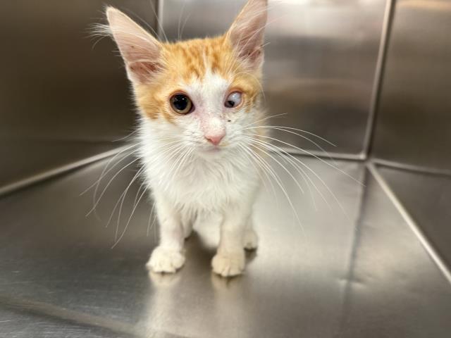Shelter Stray Male Cat last seen Near BLOCK CALLE SANBORN, COACHELLA CA 92236, 72050 Pet Land Pl, Thousand Palms, CA 92276, USA