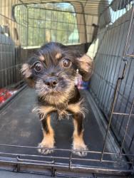 Found/Stray Male Dog last seen Adel animal control, Adel, GA 31620
