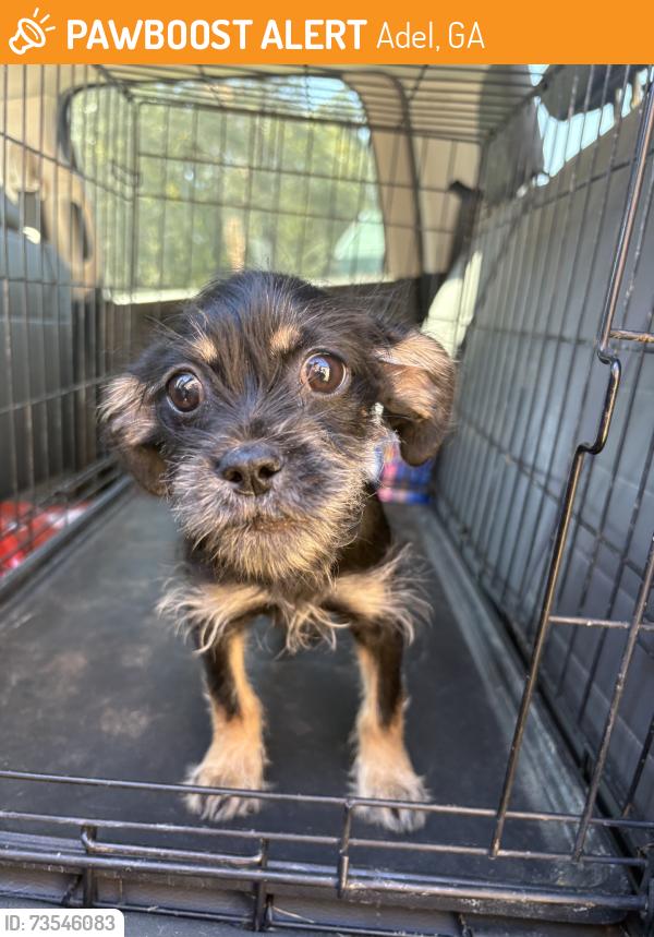 Found/Stray Male Dog last seen Adel animal control, Adel, GA 31620
