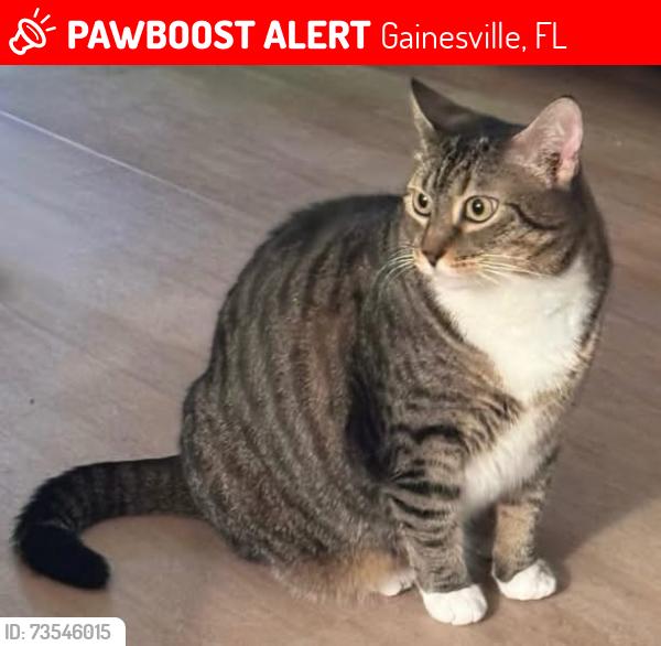 Lost Female Cat last seen Timberway, Gainesville, FL 32606