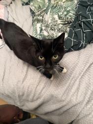 Lost Female Cat last seen Trafalgar Court 131 Bus Stoo, Greater London, England KT3 4PW