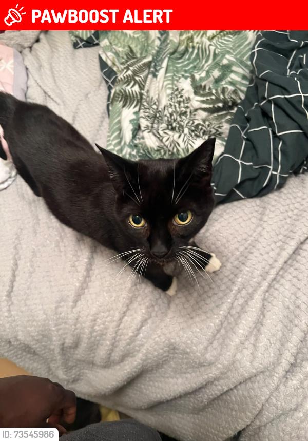 Lost Female Cat last seen Trafalgar Court 131 Bus Stoo, Greater London, England KT3 4PW