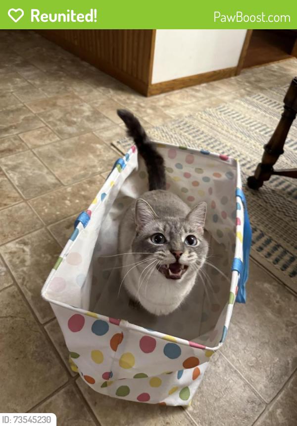 Reunited Male Cat last seen County Road C and Highway 95, Glencoe, WI 54612