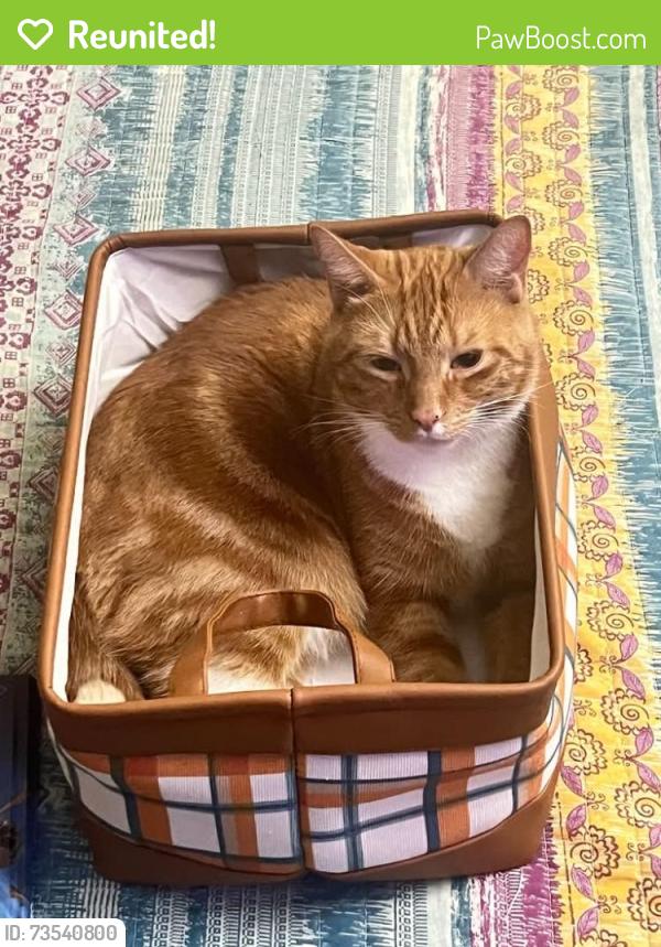 Reunited Male Cat last seen Cedars Lake RV park, Homosassa, FL 34448