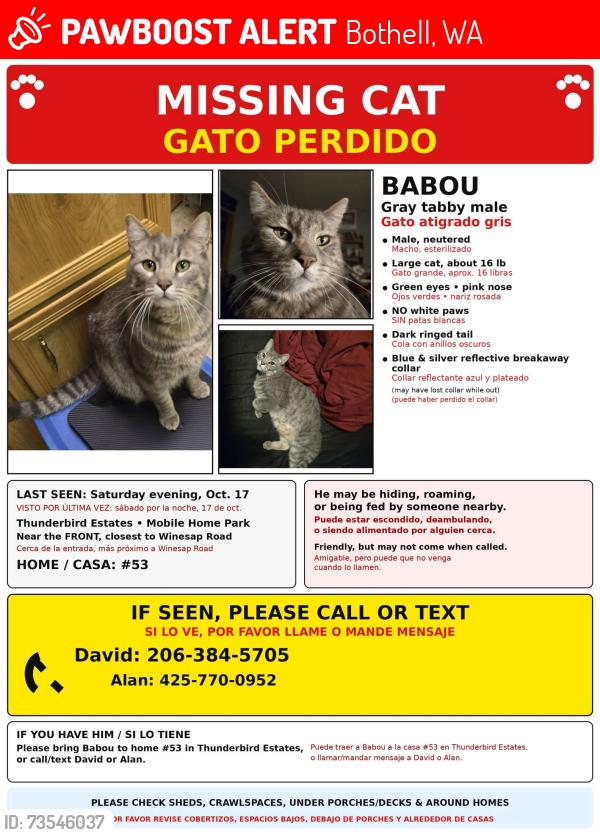 Lost Male Cat last seen Winesap rd. & 3rd, Bothell, WA 98012