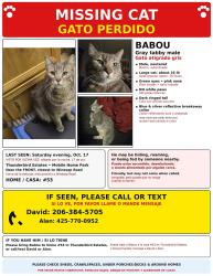 Lost Male Cat last seen Winesap rd. & 3rd, Bothell, WA 98012